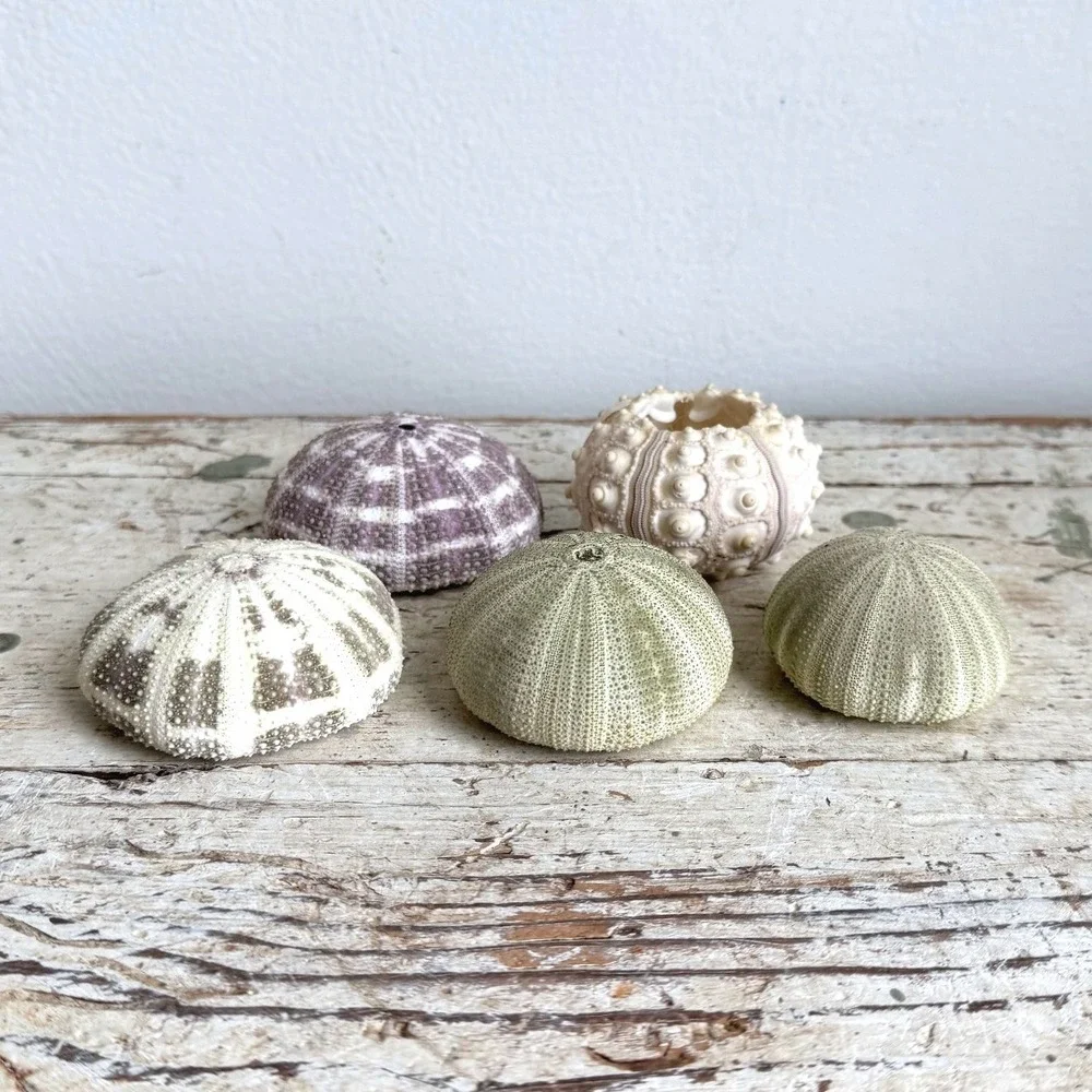 Natural Sea Urchin Shells Set of 5 Coastal Decor Green Purple Cream